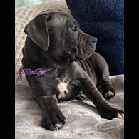 Staffordshire Bull Terrier - Bitches