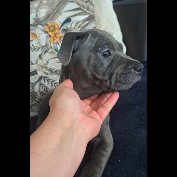 Staffordshire Bull Terrier - Bitches