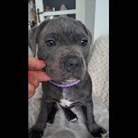 Staffordshire Bull Terrier - Bitches