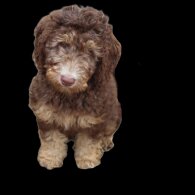 Labradoodle - Both