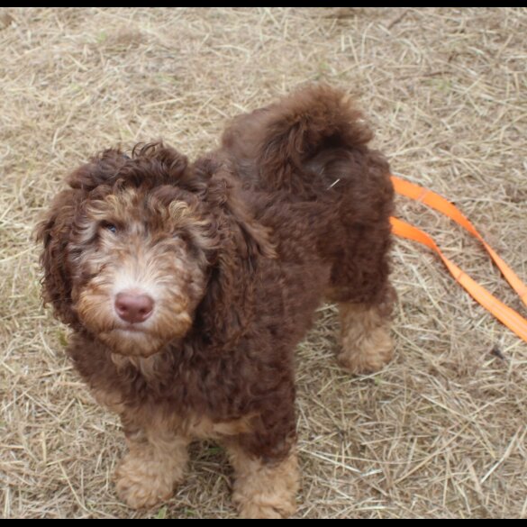 Labradoodle - Both