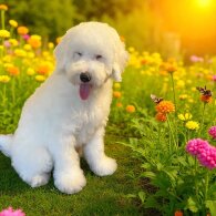 Labradoodle - Dogs