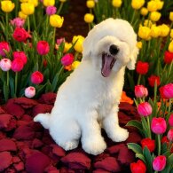 Labradoodle - Dogs