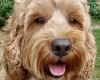 Labradoodle