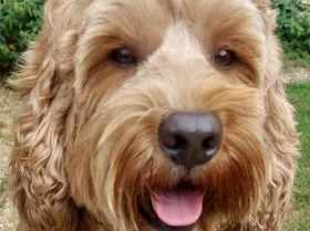 Labradoodle