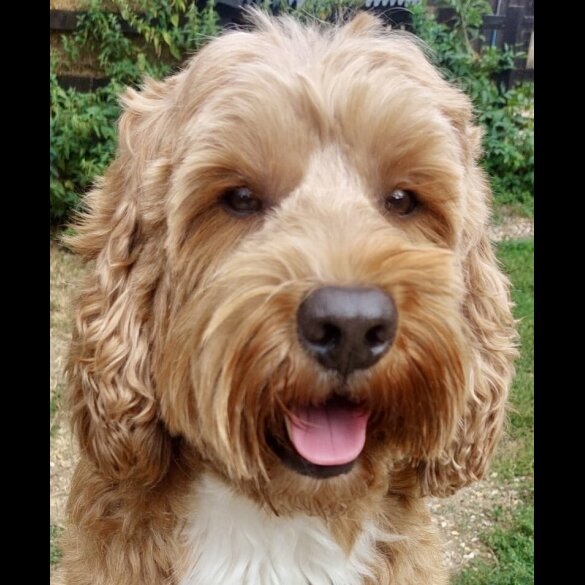 Labradoodle