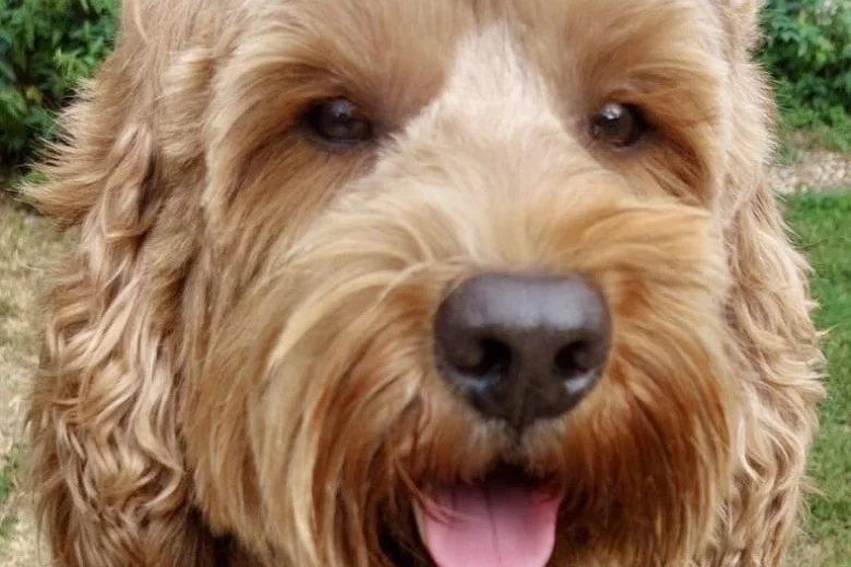 Labradoodle