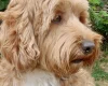 Labradoodle
