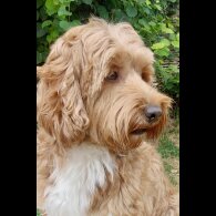Labradoodle