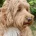 Labradoodle