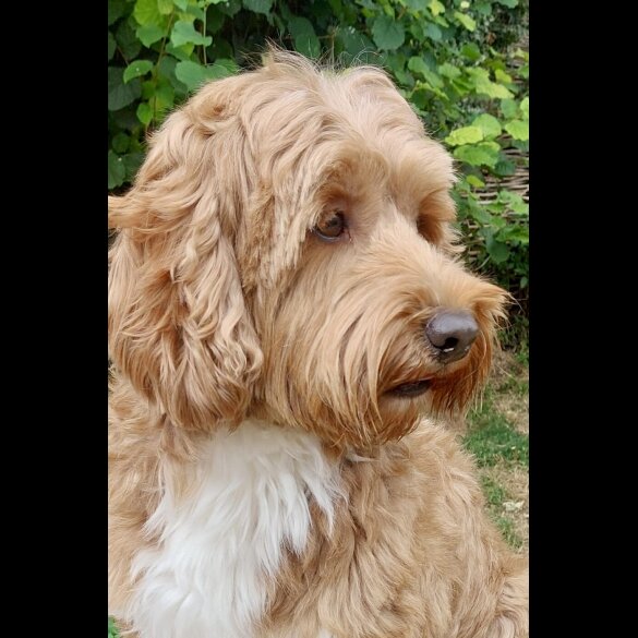 Labradoodle