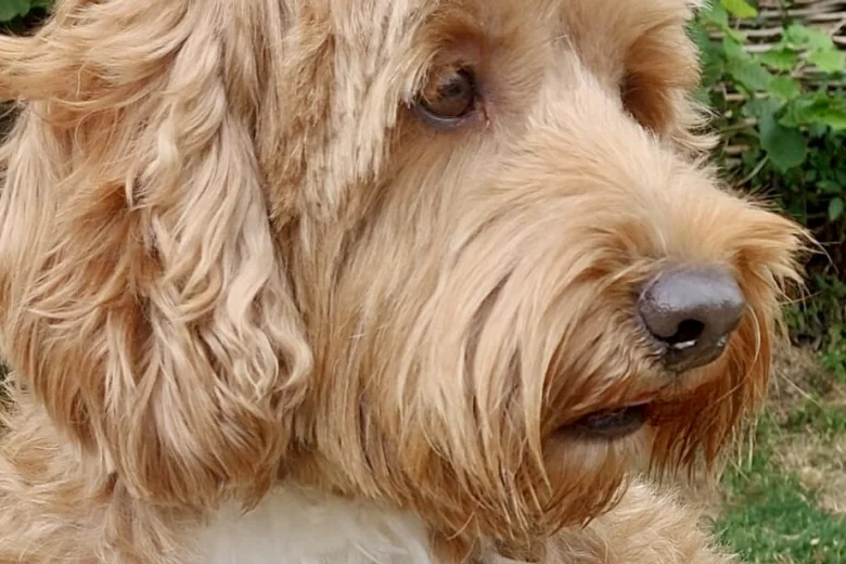 Labradoodle
