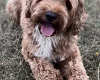 Labradoodle