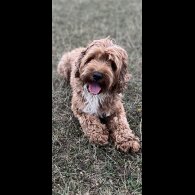 Labradoodle