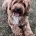 Labradoodle