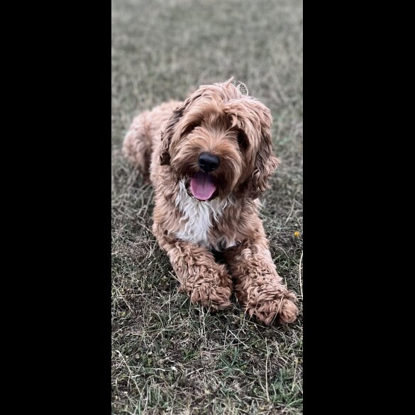 Labradoodle