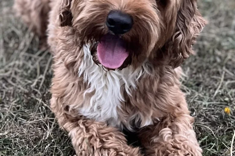 Labradoodle