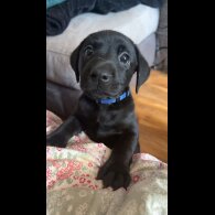 Labrador Retriever - Both