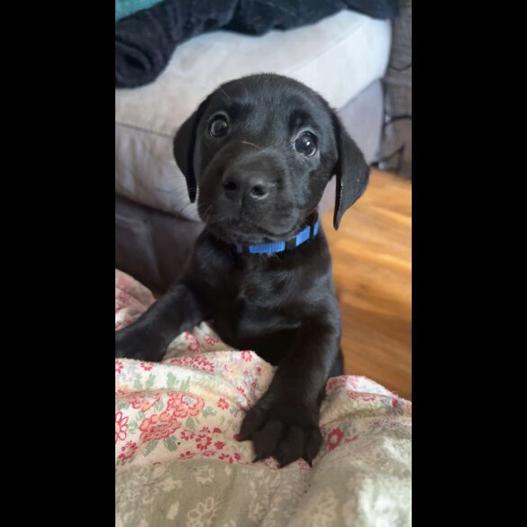 Labrador Retriever - Both