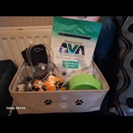 Labrador Retriever - Both