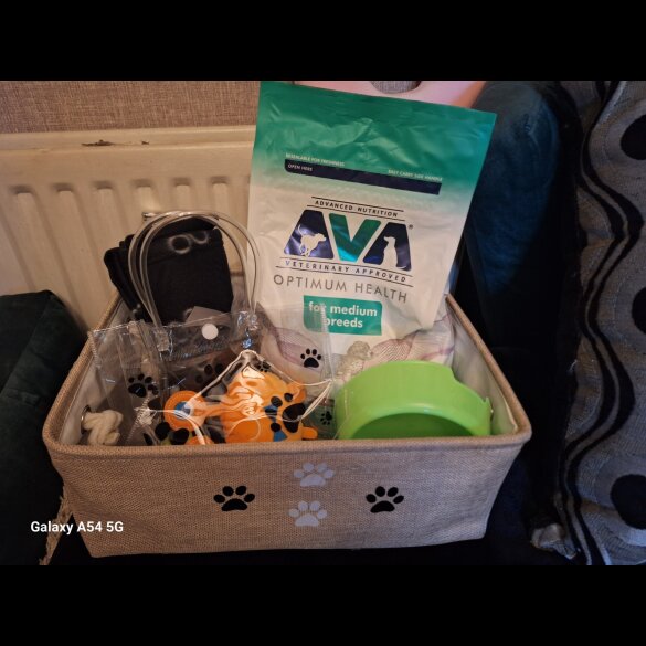 Labrador Retriever - Both