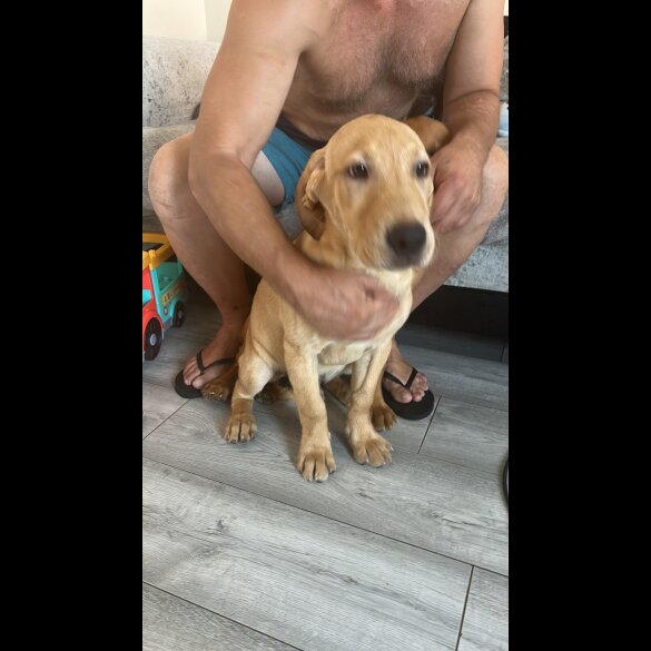 Labrador Retriever - Dogs