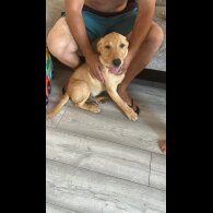 Labrador Retriever - Dogs