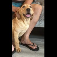 Labrador Retriever - Dogs