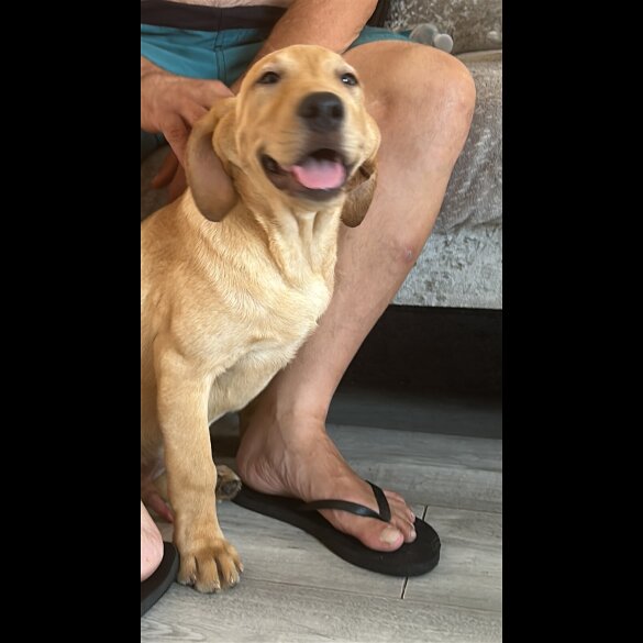 Labrador Retriever - Dogs