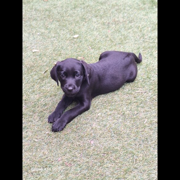 Labrador Retriever - Both