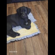 Labrador Retriever - Both