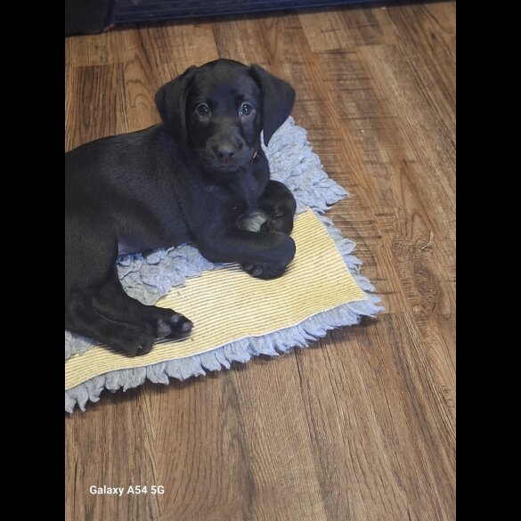 Labrador Retriever - Both