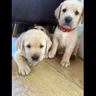 Labrador Retriever - Both