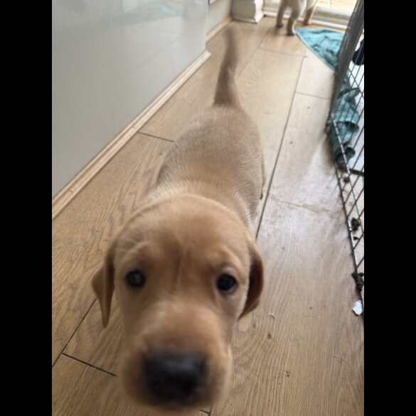 Labrador Retriever - Both