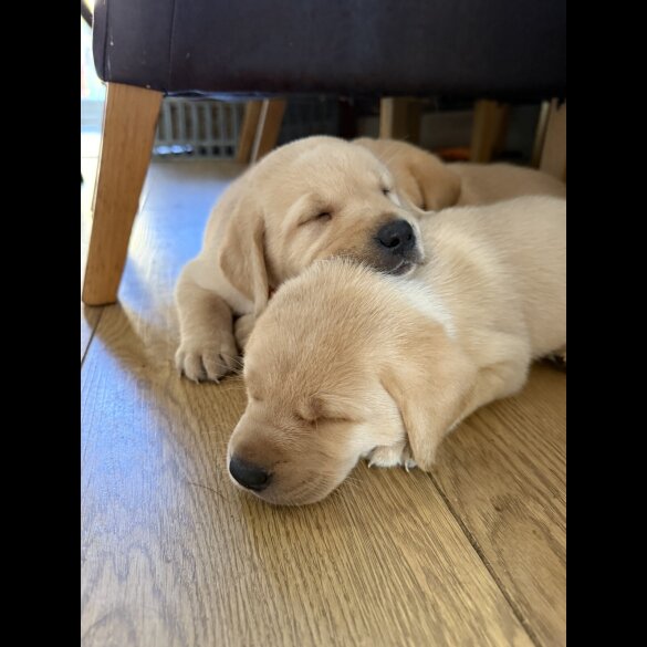 Labrador Retriever - Both