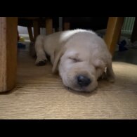 Labrador Retriever - Both