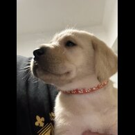 Labrador Retriever - Both