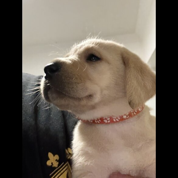 Labrador Retriever - Both