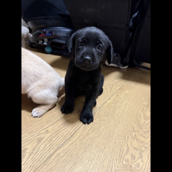 Labrador Retriever - Both