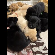 Labrador Retriever - Both