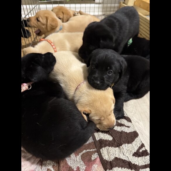 Labrador Retriever - Both