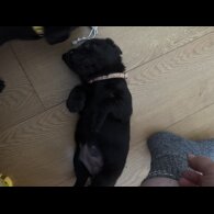 Labrador Retriever - Both