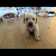 Labrador Retriever - Both