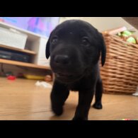 Labrador Retriever - Both