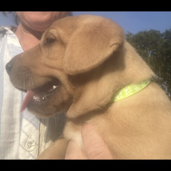 Labrador Retriever - Dogs