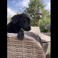 Labrador Retriever - Dogs