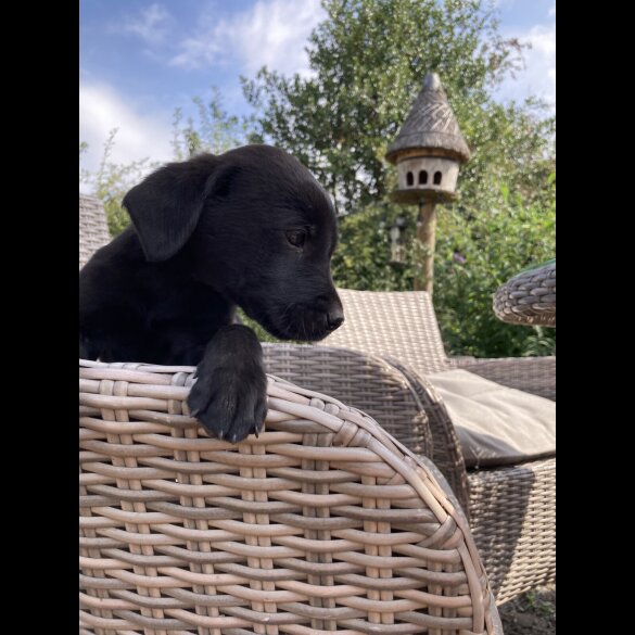 Labrador Retriever - Dogs