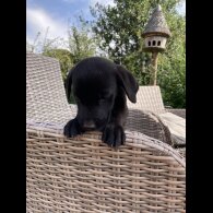 Labrador Retriever - Dogs