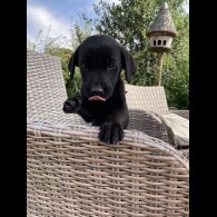 Labrador Retriever - Dogs