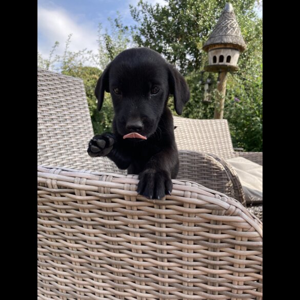 Labrador Retriever - Dogs